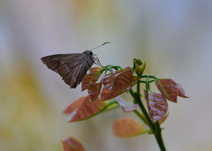 Hasora chromus chromus