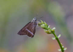 Hasora chromus chromus