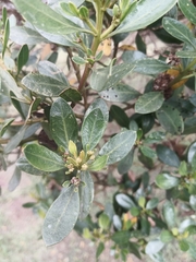 Baccharis macrantha
