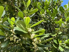 Cyclophyllum coprosmoides coprosmoides