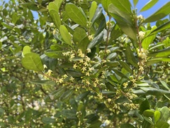 Cyclophyllum coprosmoides coprosmoides