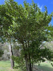 Cyclophyllum coprosmoides coprosmoides