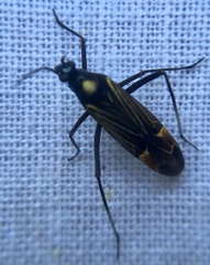 Miris striatus