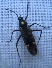 Miris striatus
