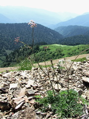 Lomatocarum alpinum