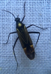Miris striatus