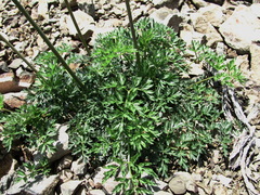 Lomatocarum alpinum