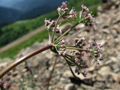 Lomatocarum alpinum