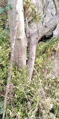 Ailanthus