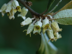 Elaeagnus latifolia