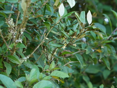 Elaeagnus latifolia