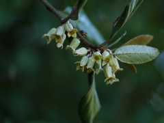Elaeagnus latifolia