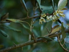 Elaeagnus latifolia