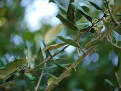 Elaeagnus latifolia