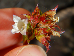 Roella amplexicaulis