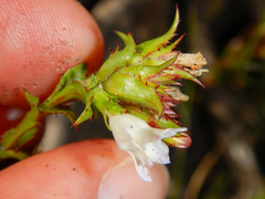 Roella amplexicaulis