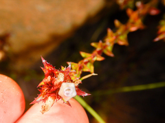 Roella amplexicaulis