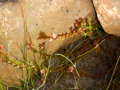 Roella amplexicaulis