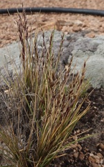 Calamagrostis violacea
