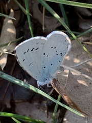 Celastrina argiolus