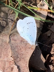 Celastrina argiolus