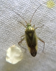 Closterotomus trivialis