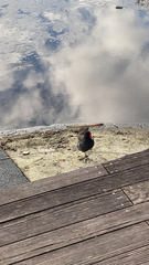 Gallinula chloropus