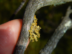 Teloschistes puber