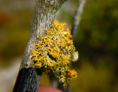 Teloschistes puber