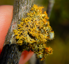 Teloschistes puber
