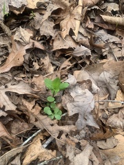 Stellaria pubera