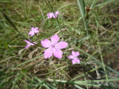 Dianthus carbonatus