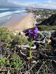 Iris lutescens subbiflora