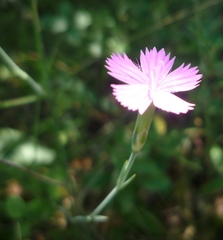 Dianthus carbonatus