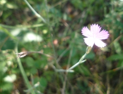 Dianthus carbonatus