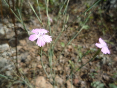Dianthus carbonatus