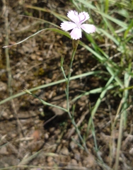 Dianthus carbonatus