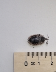 Oniscus asellus