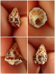 Calliostoma zizyphinum