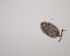 Oniscus asellus