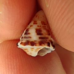 Calliostoma zizyphinum