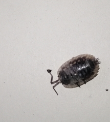 Oniscus asellus