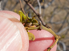 Asphondylia silicula