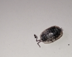 Oniscus asellus