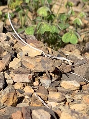 Ocnerodes fallaciosus