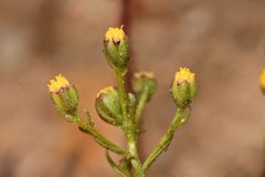 Amblyopappus pusillus