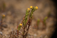 Amblyopappus pusillus