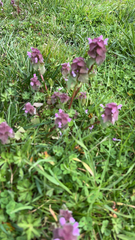 Lamium purpureum