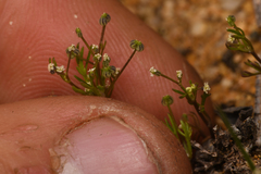 Apiastrum angustifolium