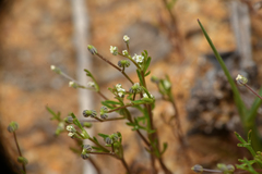 Apiastrum angustifolium